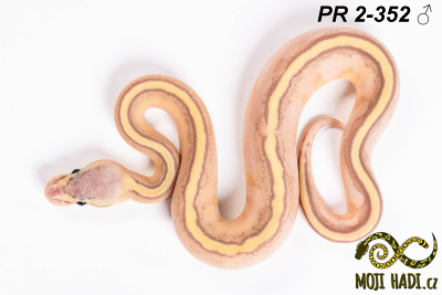 hadi na prodej, mládě, český chov hadů, odchov hadů, mojihadi.cz, Python regius, ballpython, krajta královská,  Banana, Pastel, Genetic stripe